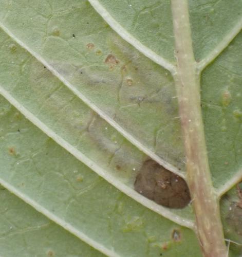 Liriomyza eupatorii